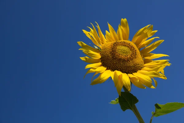 Sunflower — Stock Photo, Image