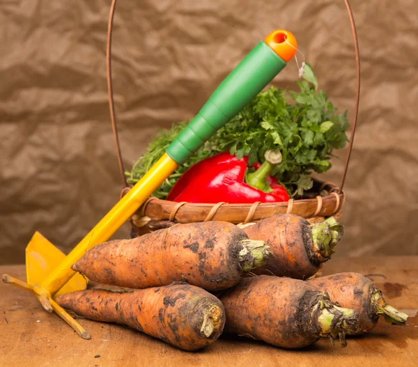 Rastrillo y zanahorias frescas cosechadas — Foto de Stock