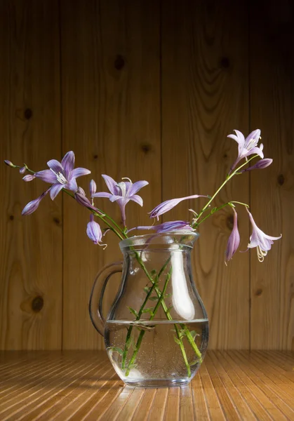 Bluebells demet — Stok fotoğraf