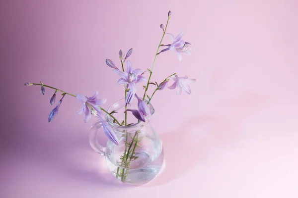 Blauglockenblumen — Stockfoto