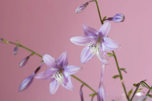 Bluebell blommor — Stockfoto