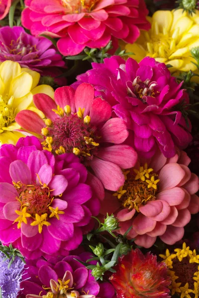 Autumn flowers — Stock Photo, Image