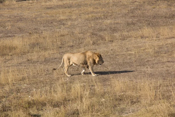 Chodzenie lwa — Zdjęcie stockowe