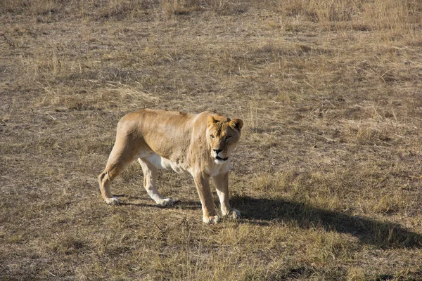 Leona caminando. — Foto de Stock