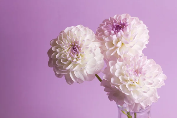 Drie dahlia bloemen in vaas — Stockfoto