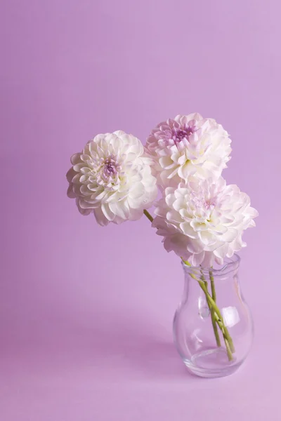 Drie dahlia bloemen in vaas — Stockfoto