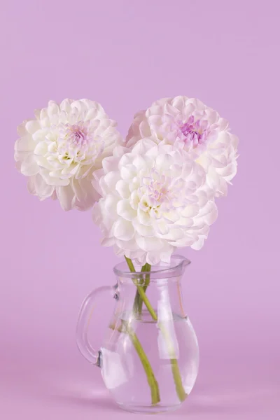 Tre fiori di dahlia in vaso — Foto Stock