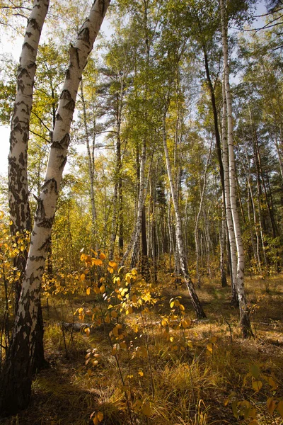 Birkenwald — Stockfoto