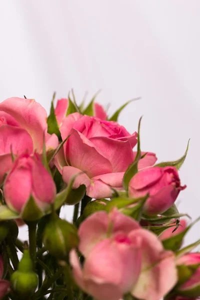 Mooie rozen en bruiloften ringen — Stockfoto