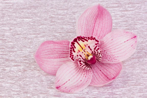 Belle orchidée — Photo