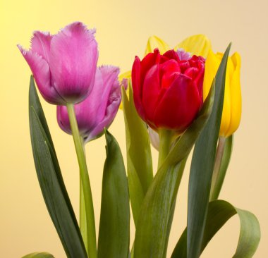 Güzel bahar çiçekleri