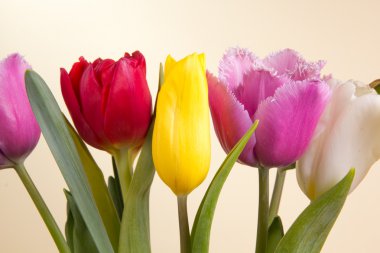 Güzel bahar çiçekleri