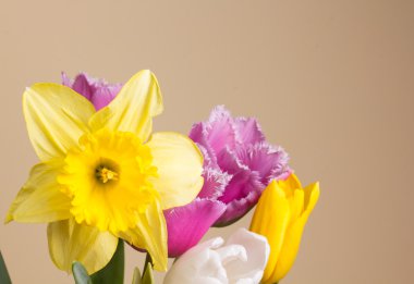 Güzel bahar çiçekleri