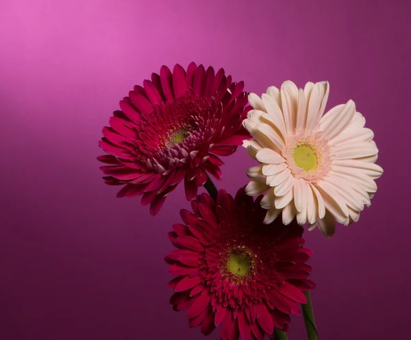 Kaunis gerbera kukka — kuvapankkivalokuva
