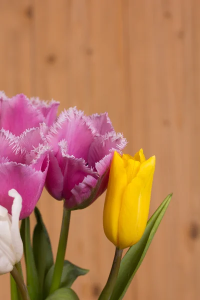 Beautiful spring flowers — Stock Photo, Image