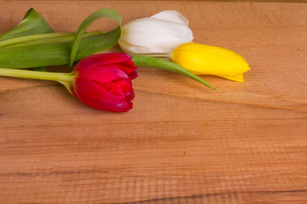 Hermosas flores de primavera —  Fotos de Stock