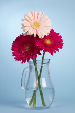 güzel gerbera çiçek