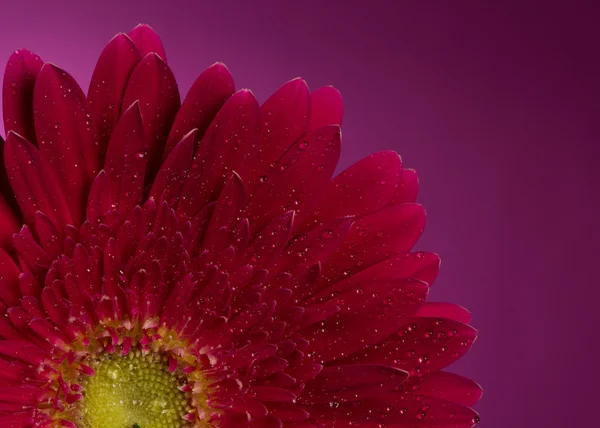 Wassertropfen auf die Blütenblätter — Stockfoto