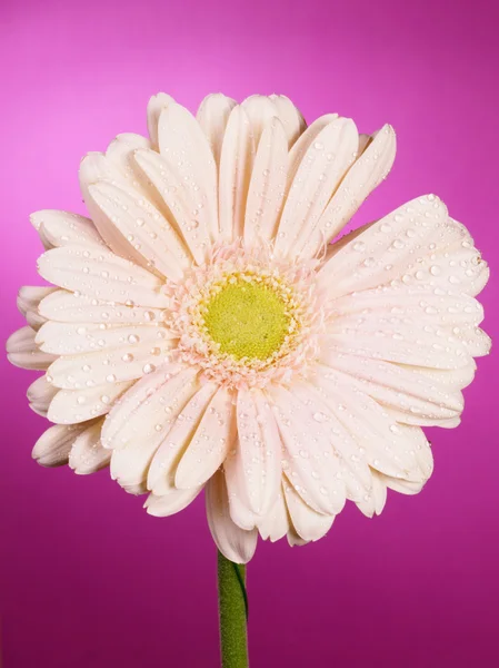 Gerbera-Blüte — Stockfoto