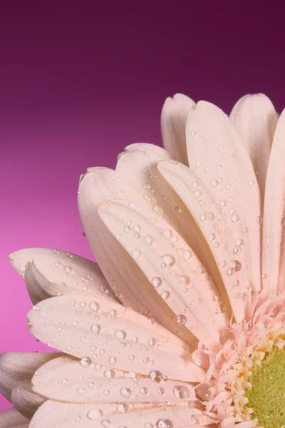 Wassertropfen auf die Blütenblätter — Stockfoto