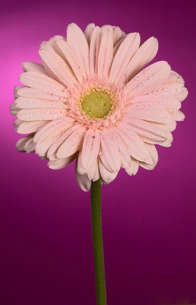 Flor de gerbera — Fotografia de Stock