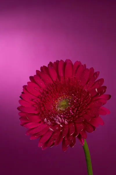 Gerbera-Blüte — Stockfoto