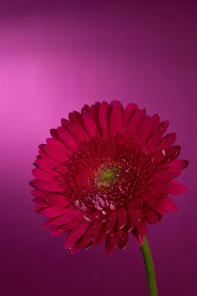 Gerbera fiore — Foto Stock