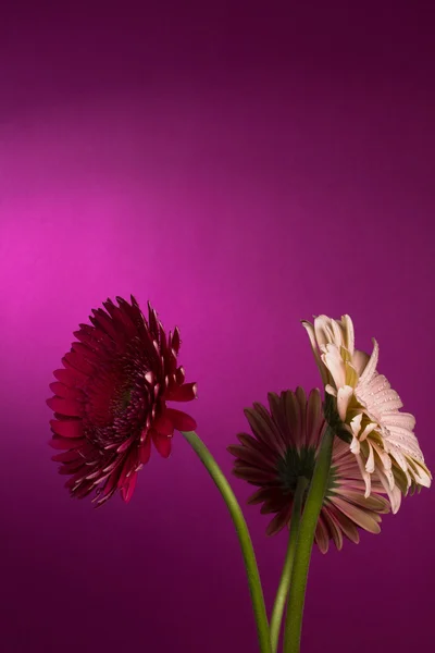 Hermosa flor de gerberas — Foto de Stock