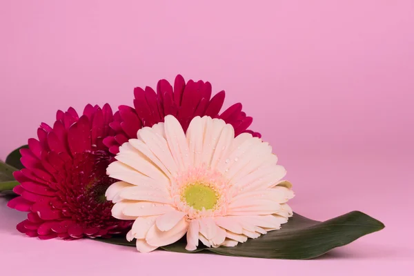 Gerbera piękny kwiat — Zdjęcie stockowe