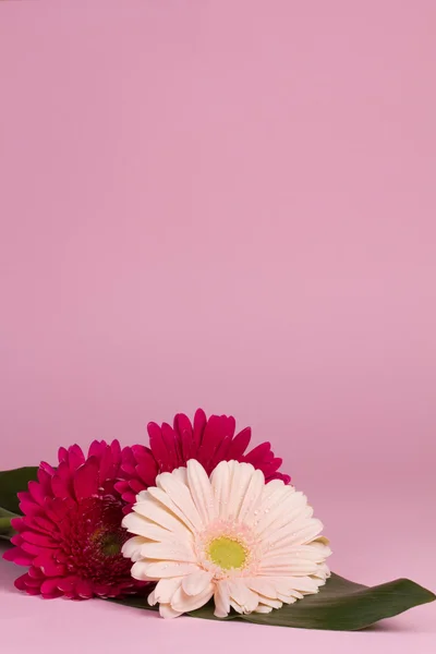 Bel fiore di gerbera — Foto Stock