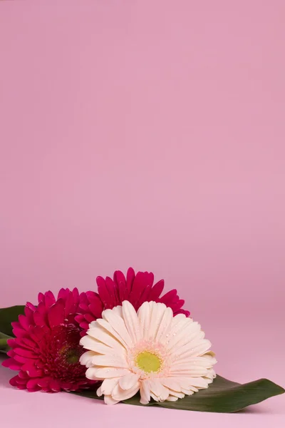 Hermosa flor de gerberas — Foto de Stock