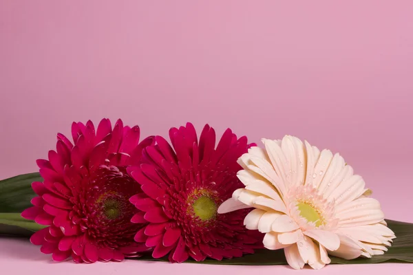 Bel fiore di gerbera — Foto Stock