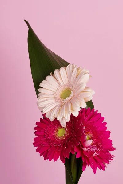 Bela flor de gerbera — Fotografia de Stock