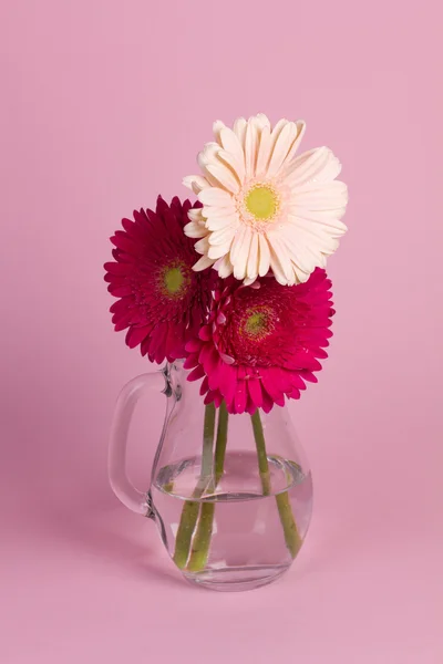 Schöne Gerbera-Blume — Stockfoto