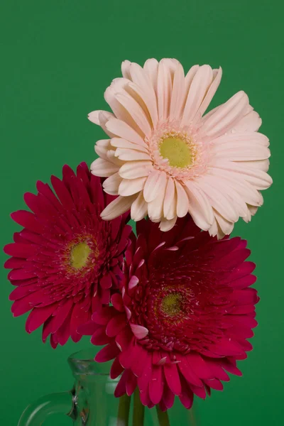 Schöne Gerbera-Blume — Stockfoto