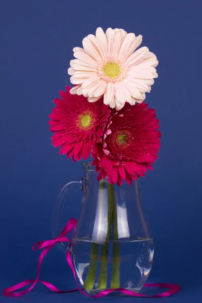 Güzel gerbera çiçek — Stok fotoğraf