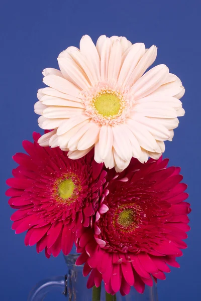 Schöne Gerbera-Blume — Stockfoto