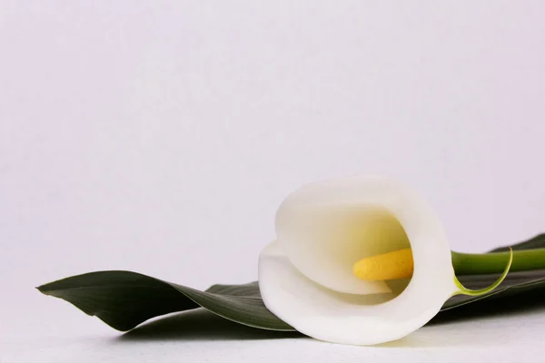 Fiore di Calla giglio — Foto Stock