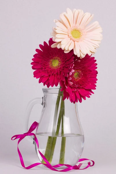 Bel fiore di gerbera — Foto Stock