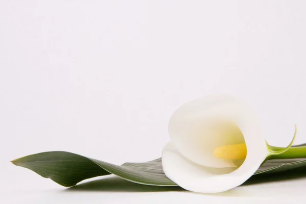 Calla lily çiçek