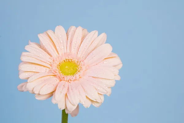 Gerbera flower — Stock Photo, Image