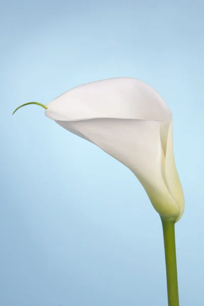 Calla lily bloem — Stockfoto