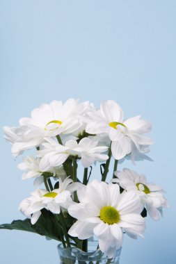 buket beyaz krizantem