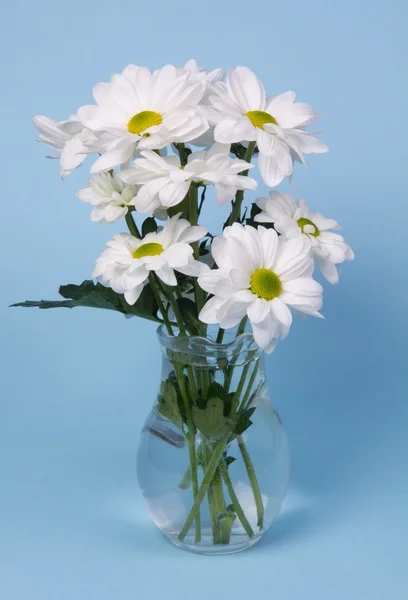 Strauß weißer Chrysanthemen — Stockfoto