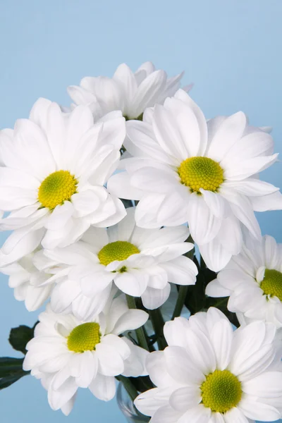 Bukiet chryzantemy biały — Zdjęcie stockowe