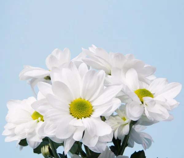 Bouquet di crisantemi bianchi — Foto Stock