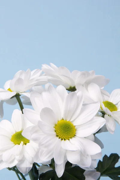 Strauß weißer Chrysanthemen — Stockfoto