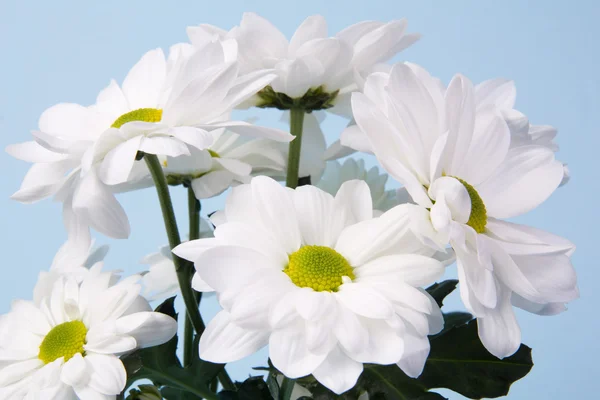 Strauß weißer Chrysanthemen — Stockfoto