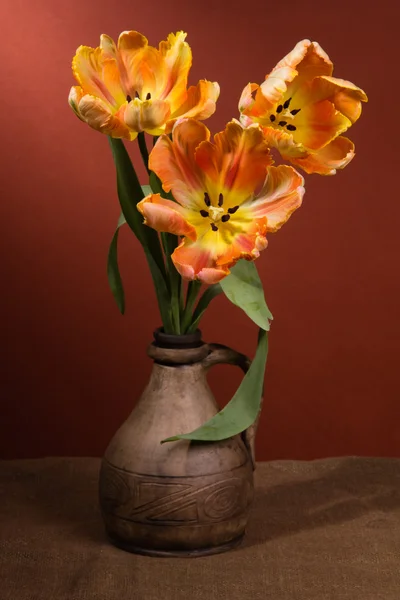 Tulipes oranges — Photo