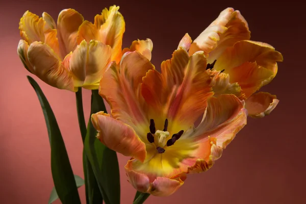 Orangene Tulpen — Stockfoto